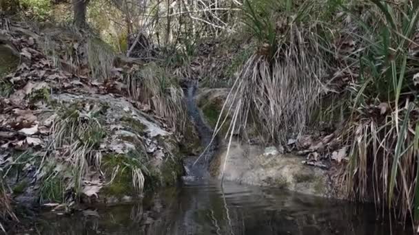隠された森の池 岩から落ちる水 冬の日森を探索する3 — ストック動画
