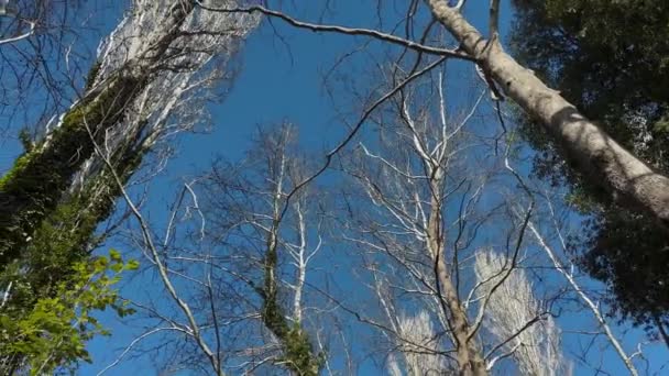 Blåsig Dag Skogen Höga Träd Dansar Vinden Vinter Himmel — Stockvideo