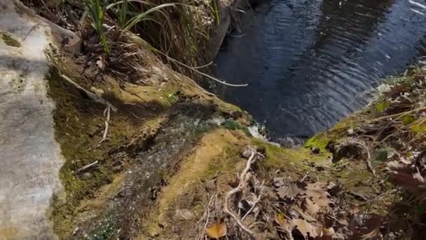 Hidden Forest Pond Waterfall Water Trickling Moss Filled Rocks Windy — Vídeo de Stock