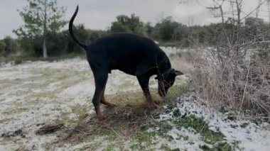 Doberman Pinscher Köpek Kazma Çukuru, Karda ve Kir Kışın Rüzgarlı Günü