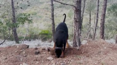 Doberman Pinscher Köpek Kazma Çukuru, Karda ve Kir Kışın Rüzgarlı Günü