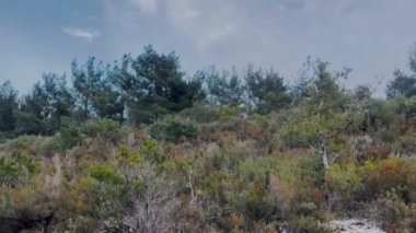 Heather & Pine Forest Dance In The Wind Cold Winter Day 