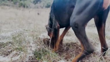 Doberman Pinscher Dog Digging Snow, Winter Cold Day 1
