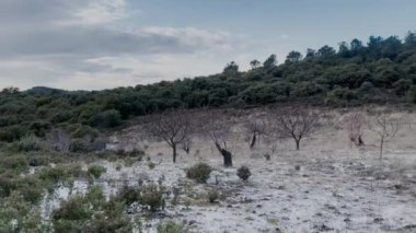 Snowy Field Filled With Dead Rotten almond Trees Winter Windy Day 