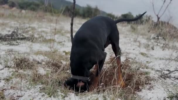 Doberman Pinscher Köpek Kazma Çukuru Karda Kir Kışın Rüzgarlı Günü — Stok video