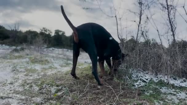 Doberman Pinscher Dog Digging Holes Snow Dirt Winter Windy — Vídeos de Stock