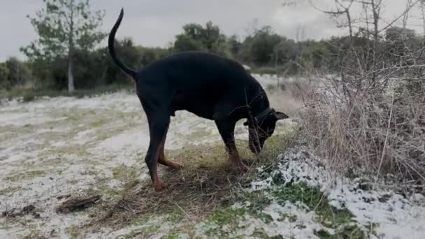 Doberman Pinscher Dog Digging Holes Snow Dirt Winter Windy Day — Stockvideo