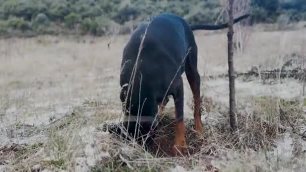 Doberman Pinscher Köpek Kazıyor Karı Kış Soğuk Günü — Stok video