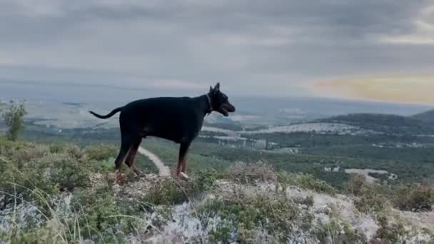 Doberman Pinscher Pies Stojący Szczycie Wzgórza Cieszący Się Widokiem Wietrzny — Wideo stockowe