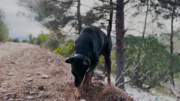 Doberman Pinscher Dog Digging Holes Winter Windy Day — Vídeo de stock