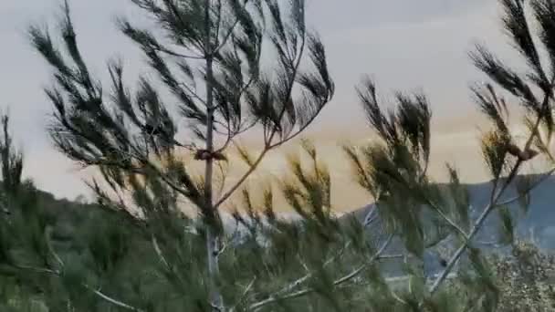 Pine Tree Dancing Wind Winter Dusk — Vídeo de Stock