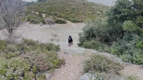 Doberman Pinscher Dog Running Climbing Hill Winter Gloomy Day — Stock Video