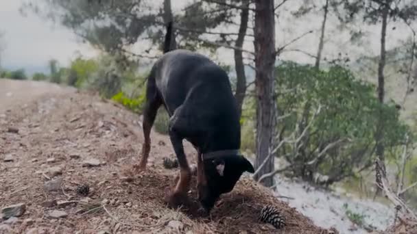 Doberman Pinscher Hond Graven Gaten Het Dennenbos Winter Winderige Dag — Stockvideo