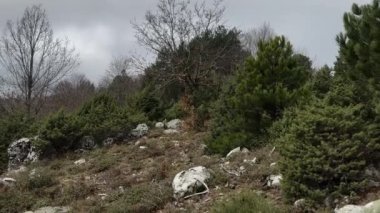 Orman Temizleme, Gök Gürültüsü Kış Yağmurlu Günü 