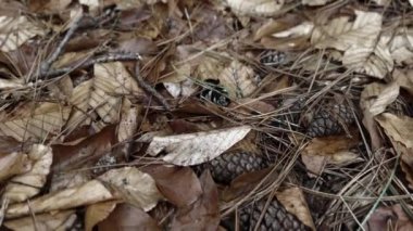 Forest Floor Filled With Dead Leaves And Pine Needles 2, Winter Gloomy Day 