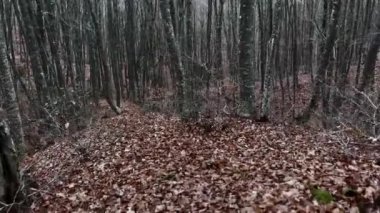 Taking A Walk In Forgotten Oak Forest Path, Winter Gloomy Day 