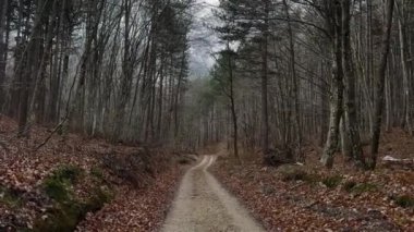 Meşedeki Eski Toprak Yol, Çam Ormanı 