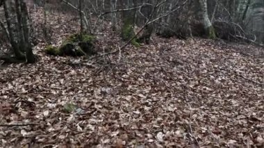 Exploring The Forest Depths 