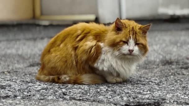 Рыжая Кошка Отдыхает Обочине Дороги — стоковое видео