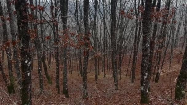 Oak Forest Filled Fallen Leaves Winter Gloomy Day — Stockvideo