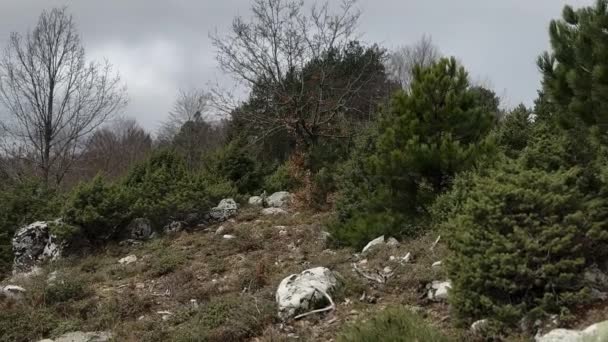 Forest Clearing Distant Thunder Rumbling Winter Rainy Day — Vídeo de Stock