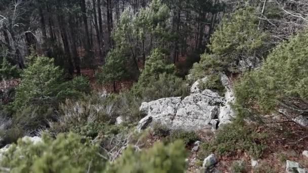 Çam Ormanı Manzarası Kışın Kasvetli Günü — Stok video