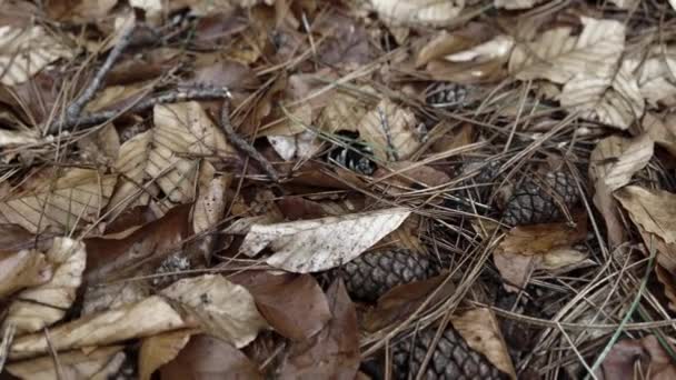 Forest Floor Filled Dead Leaves Pine Needles Winter Gloomy Day — 图库视频影像