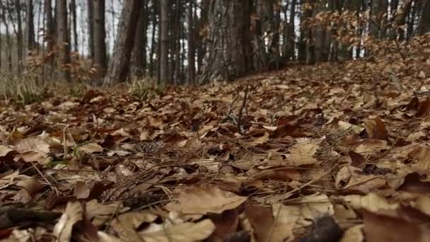 Forest Floor Filled Dead Leaves Winter Gloomy Day — Wideo stockowe