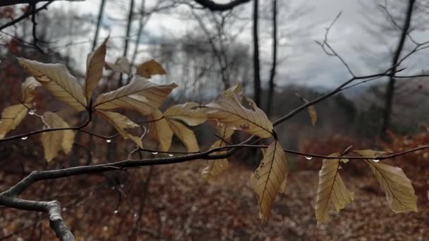 Water Droplets Autumn Leafs Mild Wind Breeze — Wideo stockowe