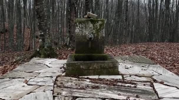 Moss Infested Stone Water Spring Forest Depth Winter Gloomy Day — Wideo stockowe