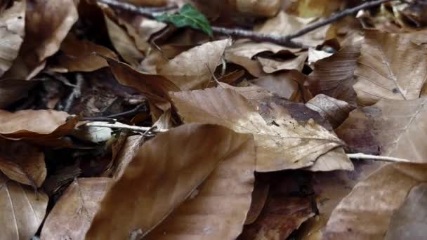 Lesní Podlaha Plná Spadlých Listů Borovicových Jehel Zimní Pochmurný Den — Stock video