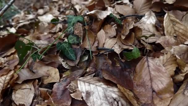 秋の紅葉の下の森アイビー — ストック動画