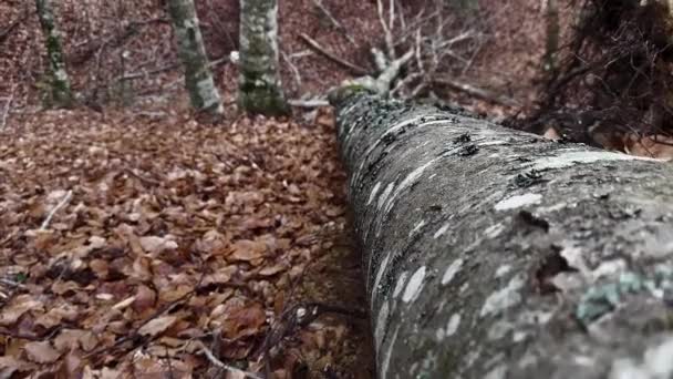 Huge Fallen Tree Oak Pine Forest Depth — 图库视频影像