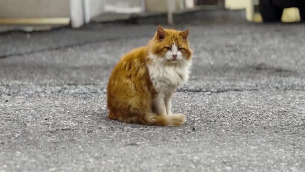 Nuda Zázvor Kočka Odpočinek Straně Cesty — Stock video
