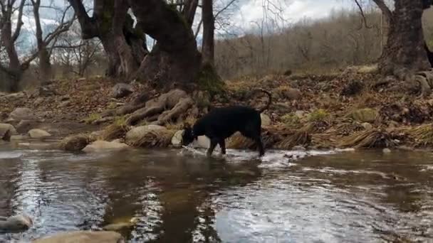 Doberman Pinscher Dog Passaggio Corso Acqua Poco Profondo Scenario Invernale — Video Stock