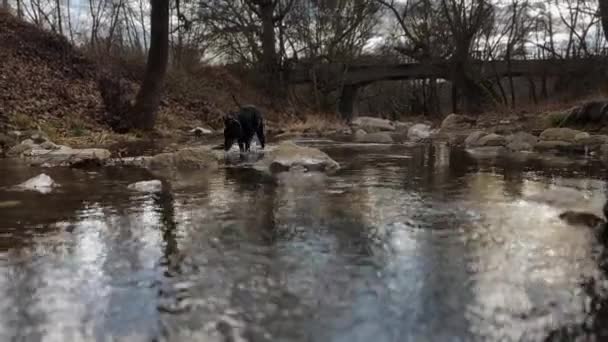Doberman Pinscher Dog Walking Shallow River Stream Winter Gloomy Day — 图库视频影像