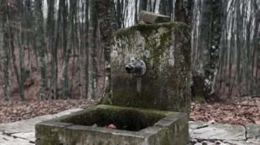  Moss infested Stone Water Spring In The Forest, Winter Gloomy Day 