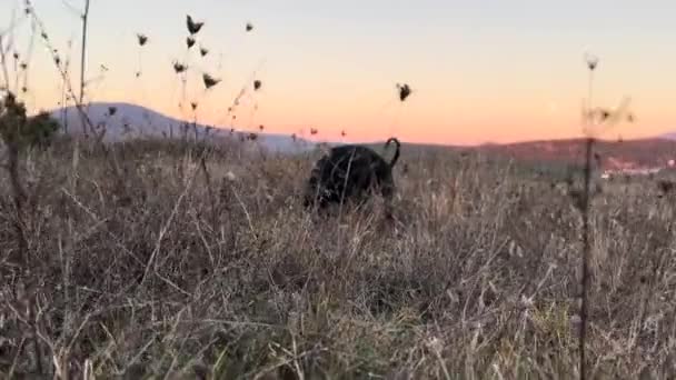Een Doberman Pinscher Hond Graven Hoog Gras — Stockvideo