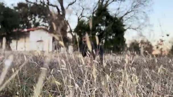Doberman Pinscher Dog Hunting Tall Grass — стокове відео