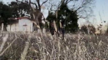 Vahşi bir Doberman Pinscher, Uzun Çimlerde Saklanan Köpek 