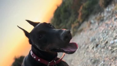 Doberman Pinscher Köpek Şirin Surat Yakından 