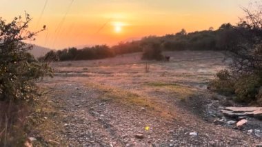  Sunset Over Wheat Field Doberman Pinscher Running 