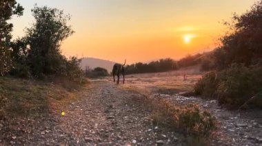 Doberman Pinscher Köpek Silueti Soluk alıp Veren Yoğunlaşma