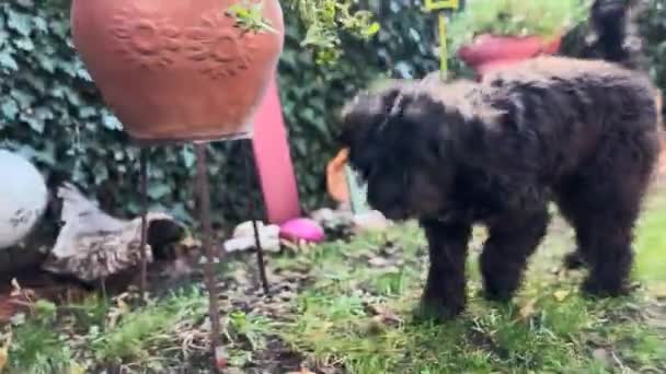 Griffon Maltese Köpeği Bahçeyi Keşfediyor — Stok video