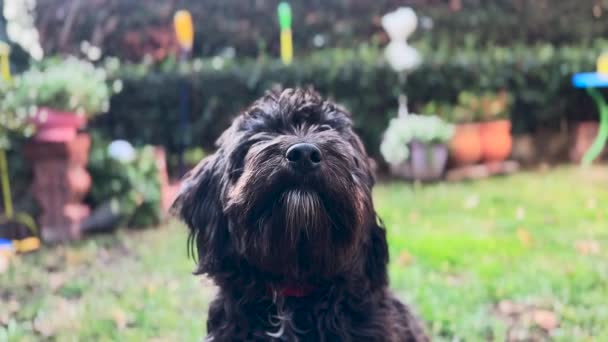 Griffon Maltese Dog Περιμένετε Για Ένα Κέρασμα — Αρχείο Βίντεο