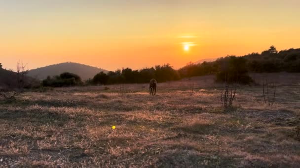 Doberman Pinscher Dog Exploring Wheat Field — 비디오