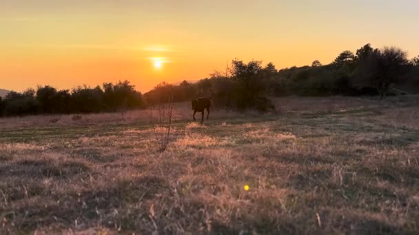 Doberman Pinscher Dog Exploring Wheat Field — Stockvideo