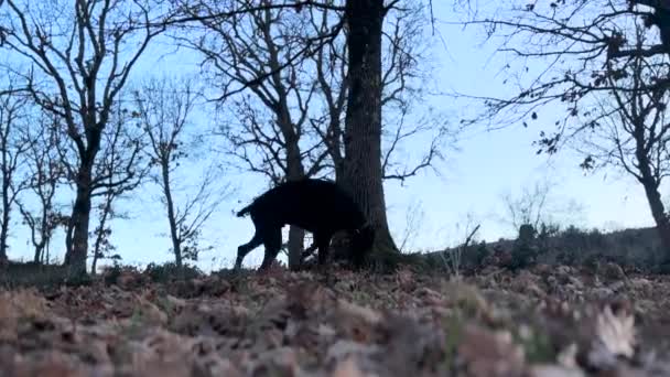 Bir Doberman Pinscher Düşmüş Yaprakları Koklayan Köpek — Stok video