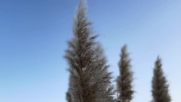Tall Reeds Blowing Wind Winter Scenery — Stock Video