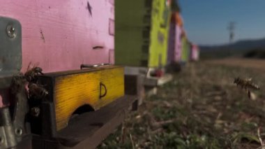 Arılar Arı Kovanı Girişinde Uçuyor Sunny Winter Day, Apiary Teftiş 4K Video